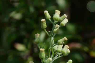 Erigeron sumatrensis