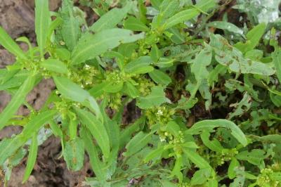 Rumex maritimus