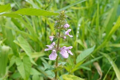 Stachys palustris
