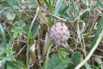 Trifolium fragiferum