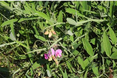 Lathyrus latifolius