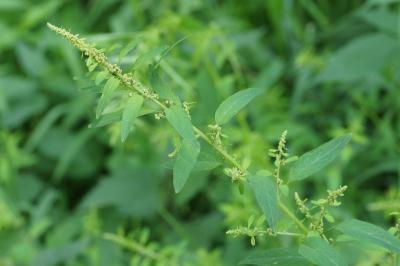 Lipandra polysperma