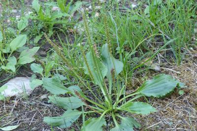 Plantago major