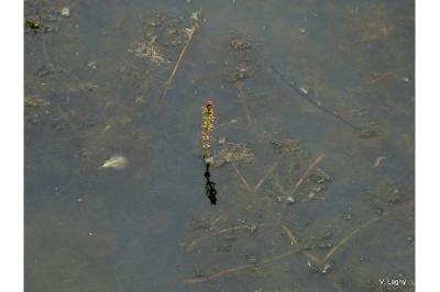 Myriophyllum spicatum