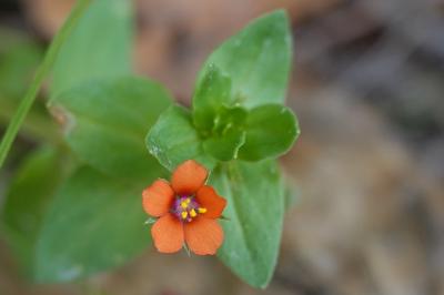 Lysimachia arvensis