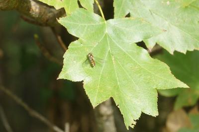 Torminalis glaberrima