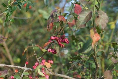 Euonymus europaeus