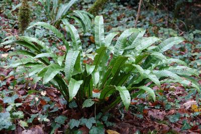 Asplenium scolopendrium