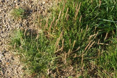 Plantago coronopus