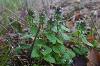 Stachys arvensis