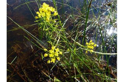 Rorippa amphibia