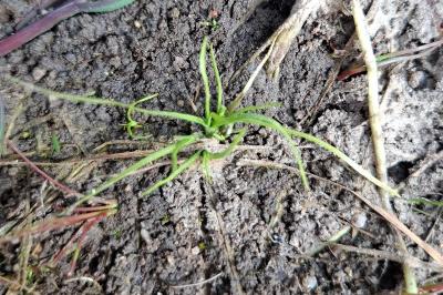 Isoetes tenuissima