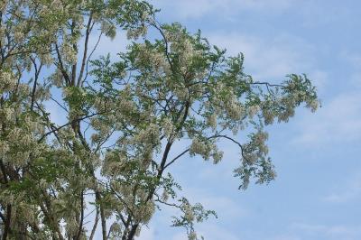 Robinia pseudoacacia