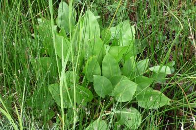 Alisma plantago-aquatica
