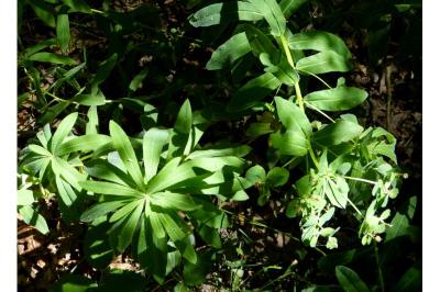 Euphorbia illirica