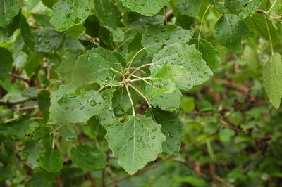 Populus tremula