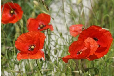 Papaver rhoeas