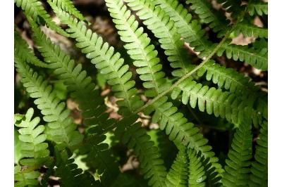 Dryopteris filix-mas