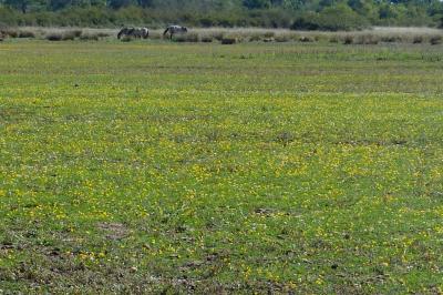 Lotus tenuis