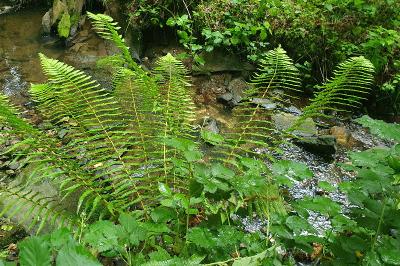 Dryopteris affinis