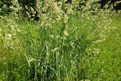 Dactylis glomerata
