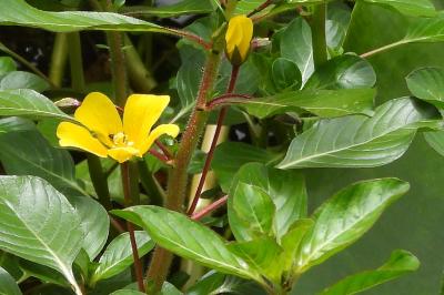 Ludwigia peploides