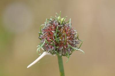Allium vineale
