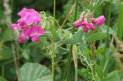 Lathyrus tuberosus