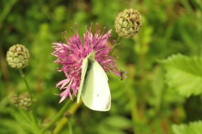 <i>Centaurea scabiosa</i>