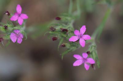 <i>Dianthus armeria</i>