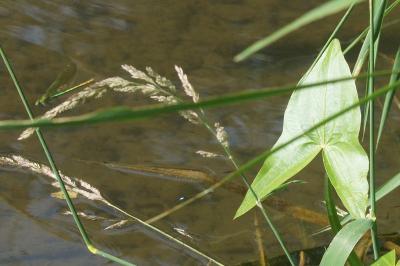 <i>Sagittaria sagittifolia</i>