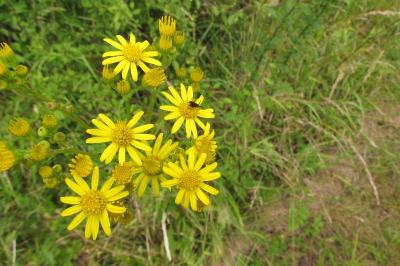 Jacobaea vulgaris subsp. vulgaris