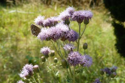 Cirsium arvense