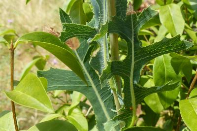 Lactuca serriola