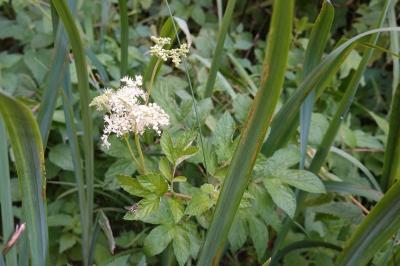 Filipendula ulmaria