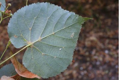 Tilia cordata