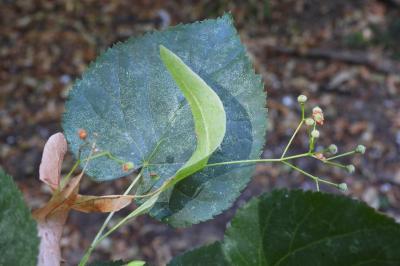 Tilia cordata