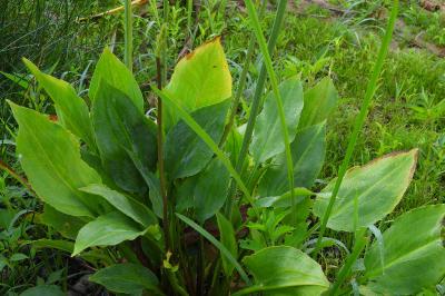 Alisma plantago-aquatica
