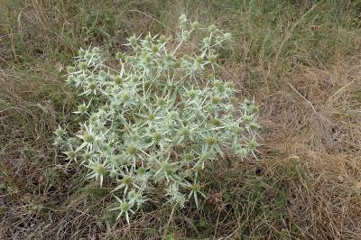 Eryngium campestre