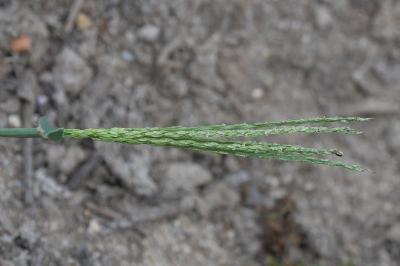 <i>Digitaria sanguinalis</i>