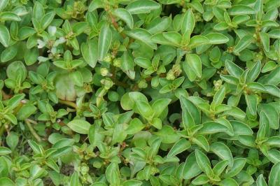 <i>Ludwigia palustris</i>