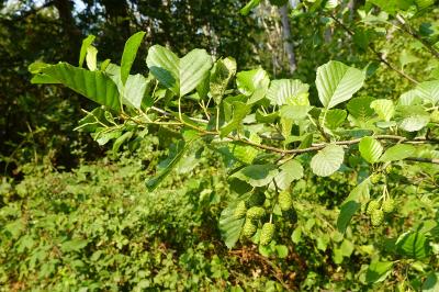 <i>Alnus glutinosa</i>