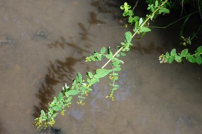 <i>Hypericum tetrapterum</i>