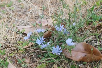 <i>Cichorium intybus</i>