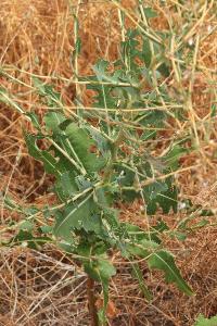 <i>Lactuca serriola</i>
