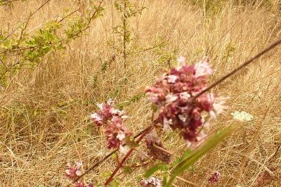 <i>Origanum vulgare</i>