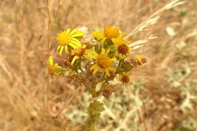 <i>Jacobaea vulgaris</i>