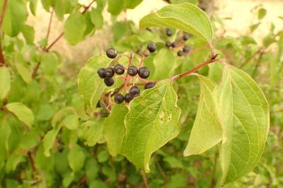 <i>Cornus sanguinea</i>