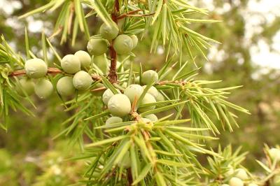 <i>Juniperus communis</i>