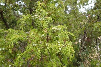 <i>Juniperus communis</i>